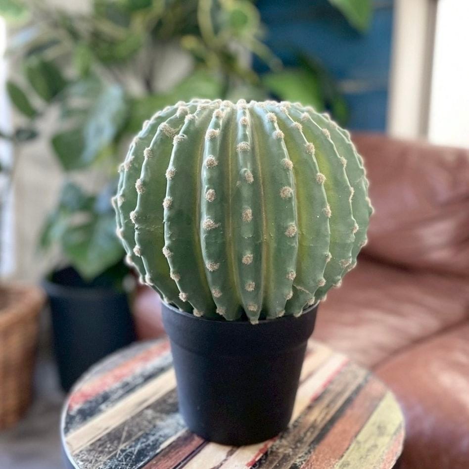 【送料無料♪】まんまるサボテン