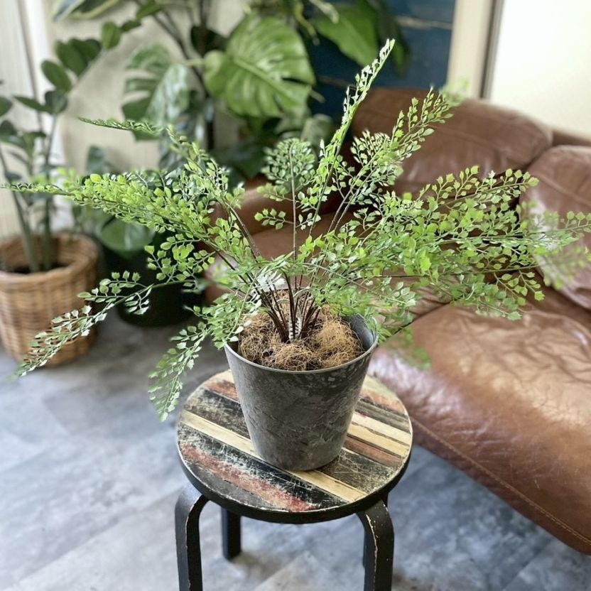 【送料無料♪】ぐるっと360度アジアンタム