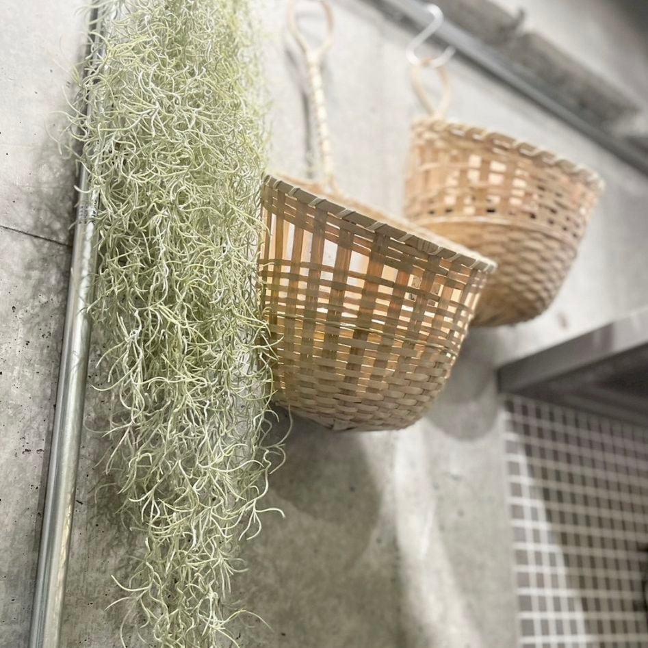 エアプランツ｜おしゃれなフェイクグリーン・人工観葉植物通販【いな