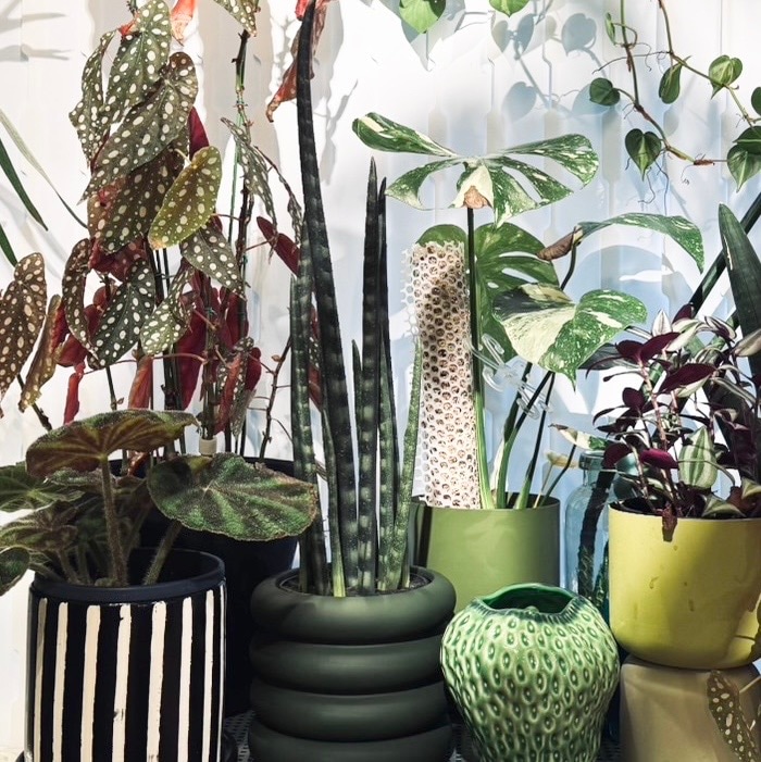 3300円～5500円（税込）】｜おしゃれなフェイクグリーン・人工観葉植物