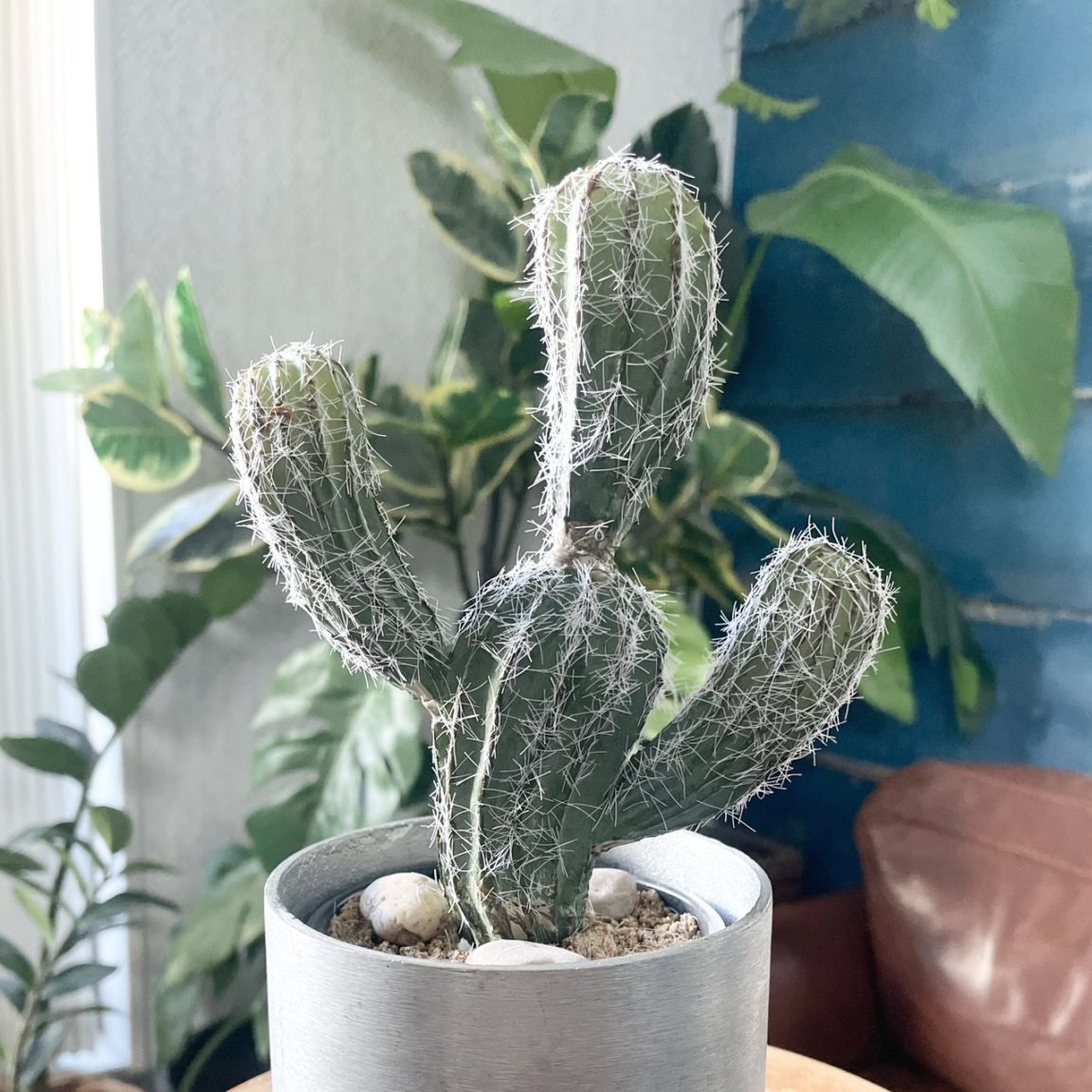 バンザイサボテン