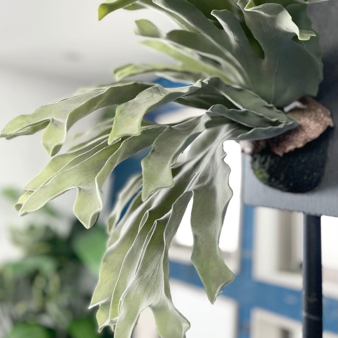 大きな板付けコウモリラン