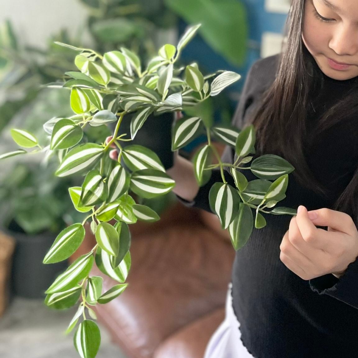 バイカラーなツユクサ(ポット付)