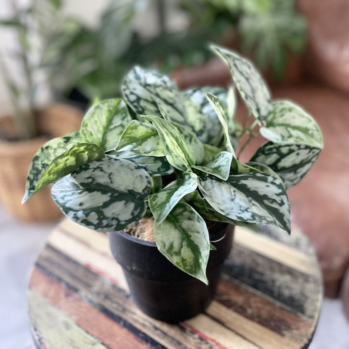 わさわさスキンダプサス