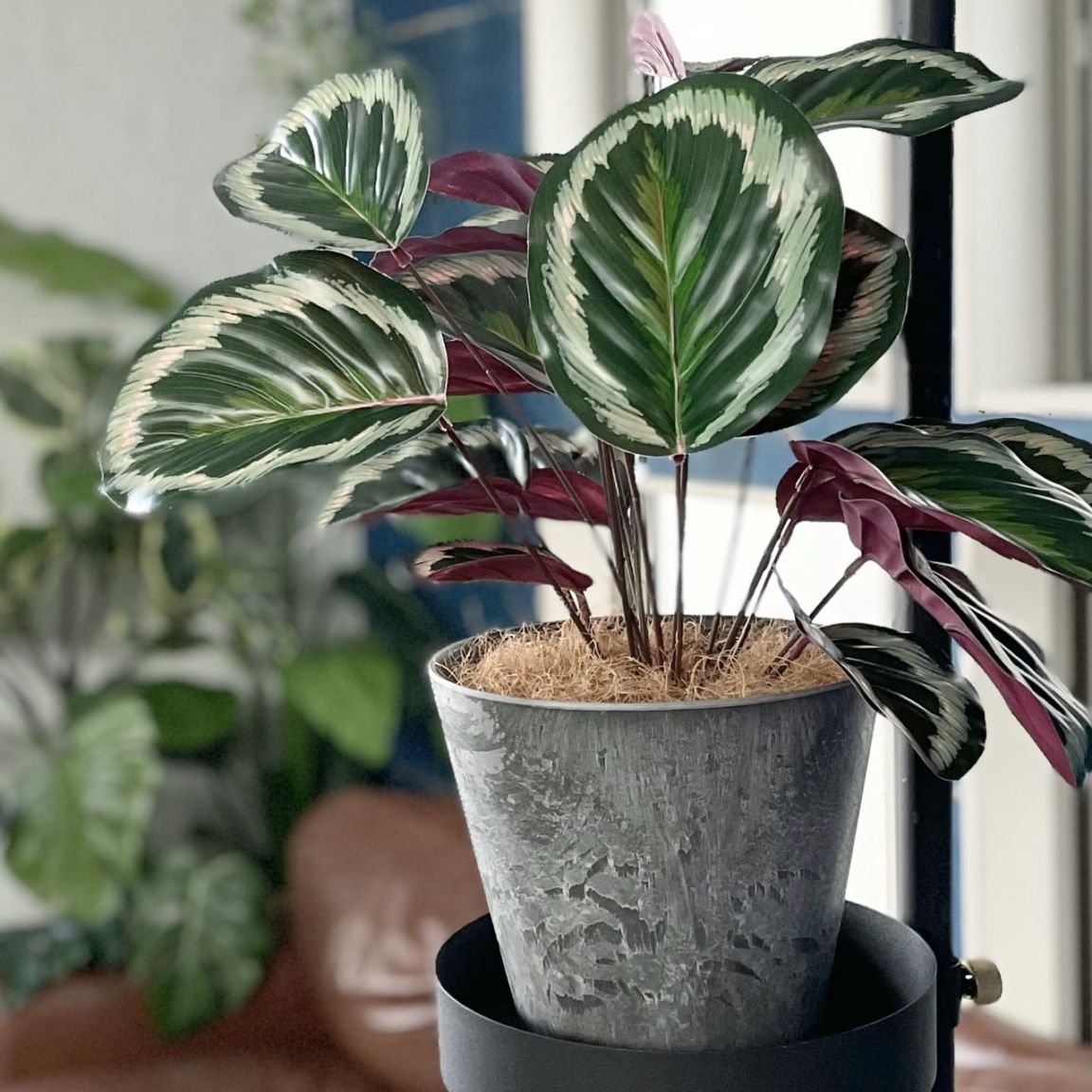 派手派手カラテア