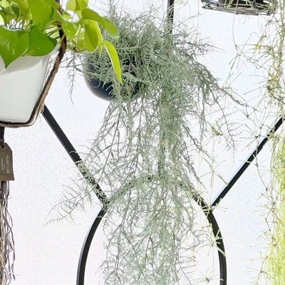 ボリューミーもふもふアスパラガス