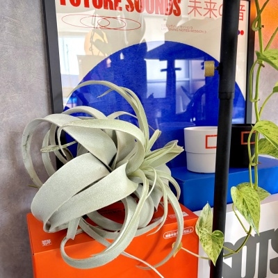 送料無料】特大キセログラフィカ|【いなざうるす屋】フェイクグリーン