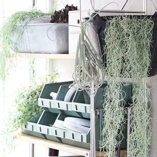 モシャモシャモス