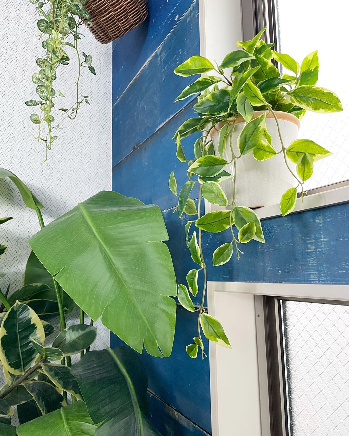 垂れるホヤの葉っぱ