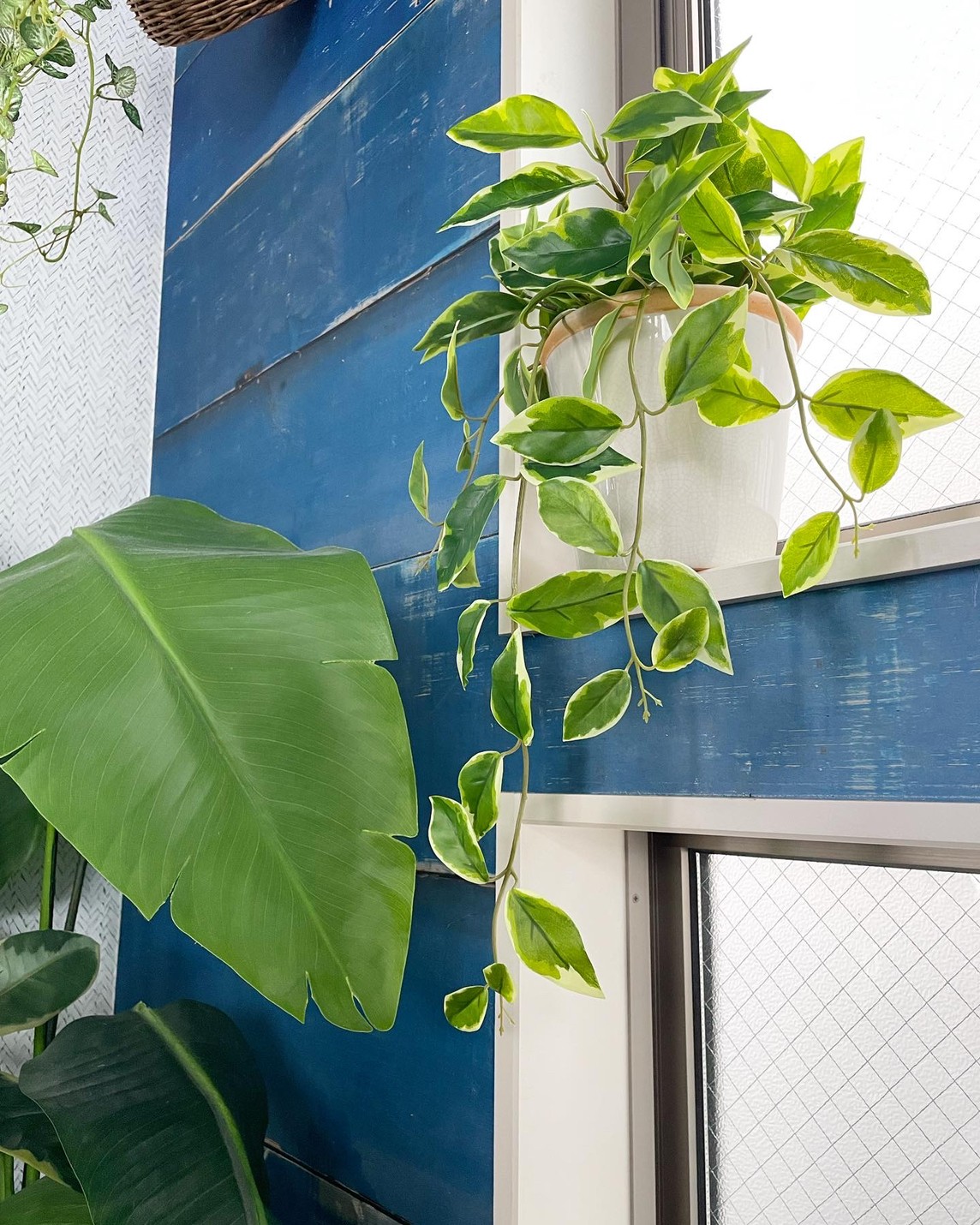 垂れるホヤの葉っぱ