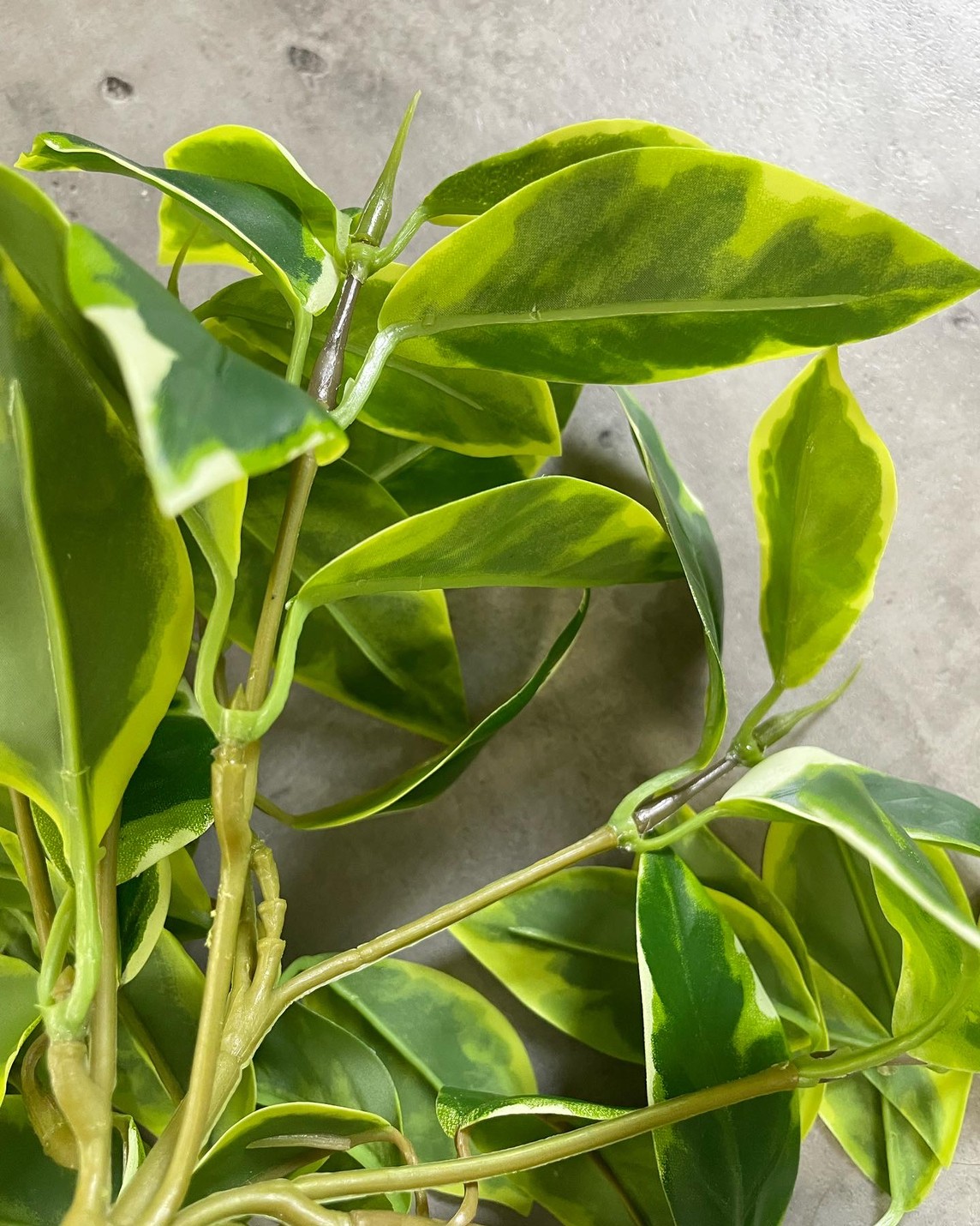 垂れるホヤの葉っぱ