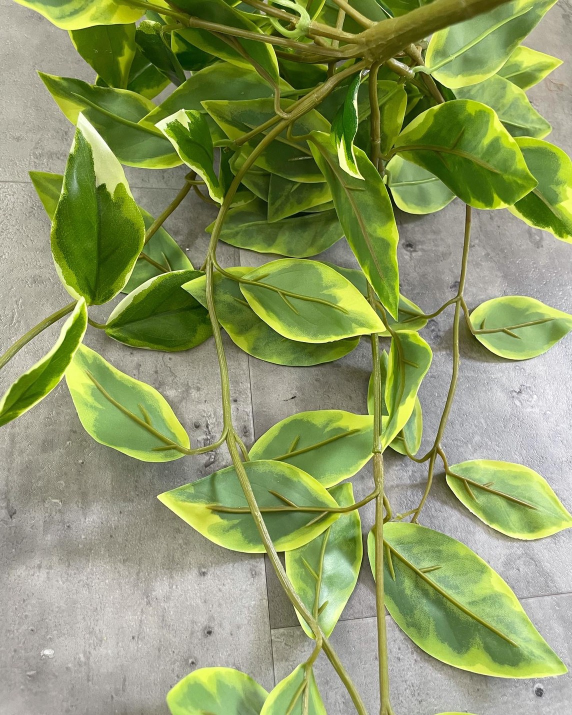 垂れるホヤの葉っぱ