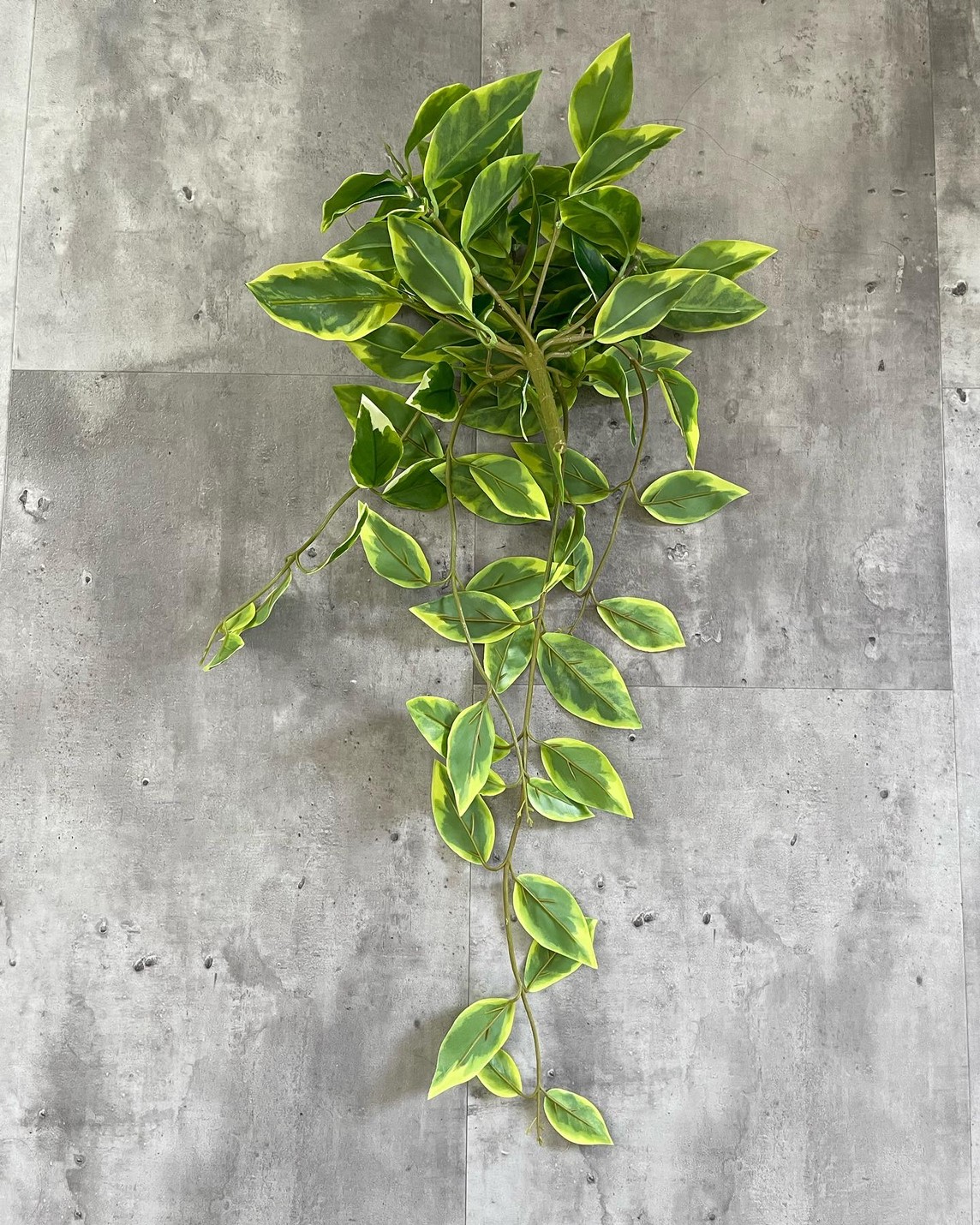 垂れるホヤの葉っぱ