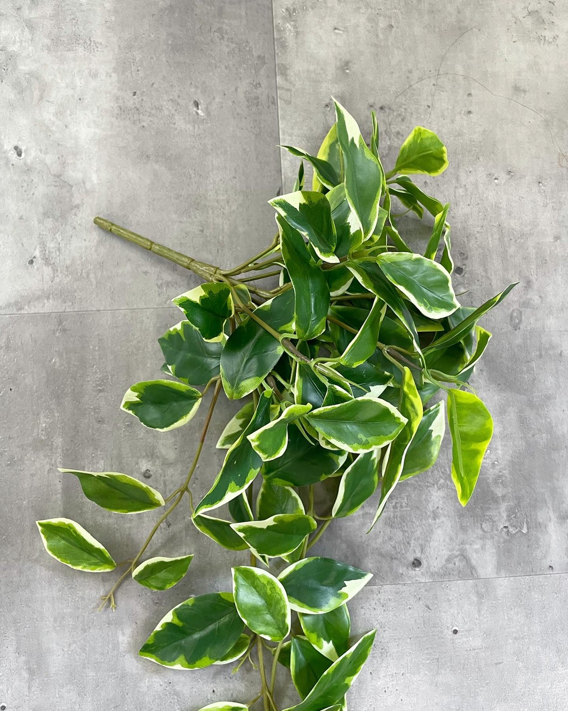 垂れるホヤの葉っぱ