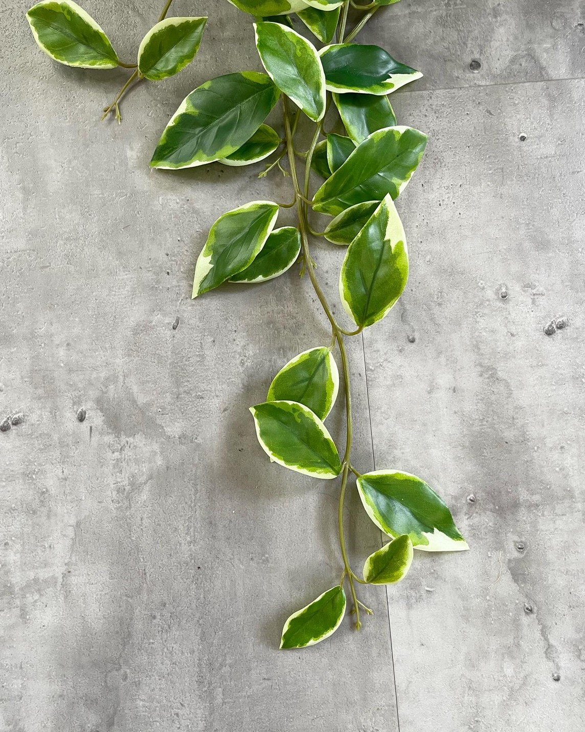 垂れるホヤの葉っぱ