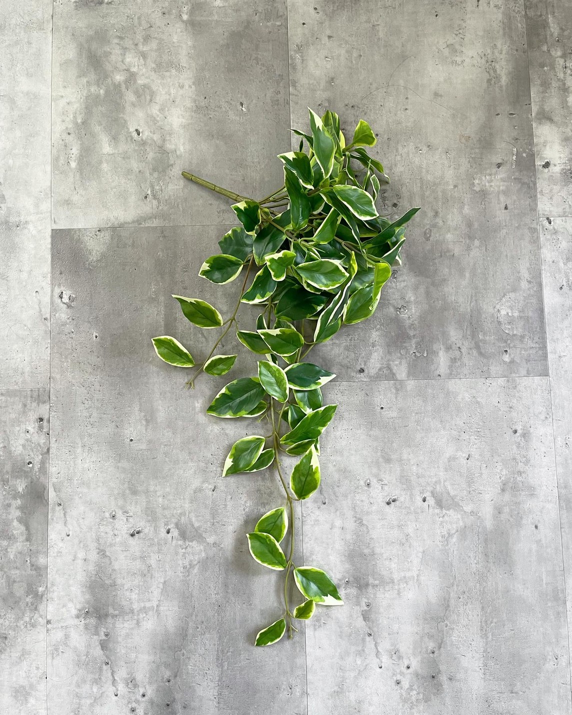 垂れるホヤの葉っぱ