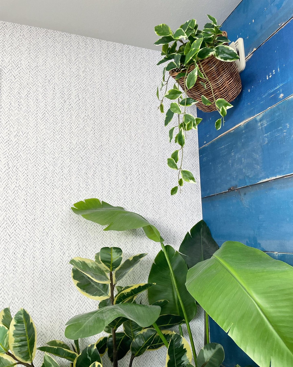 垂れるホヤの葉っぱ