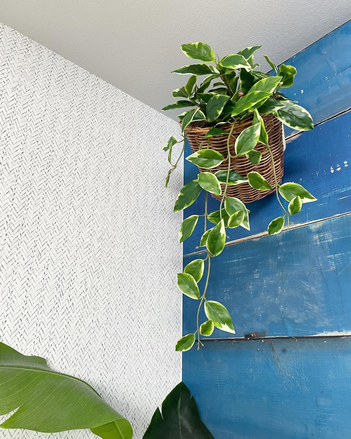 垂れるホヤの葉っぱ