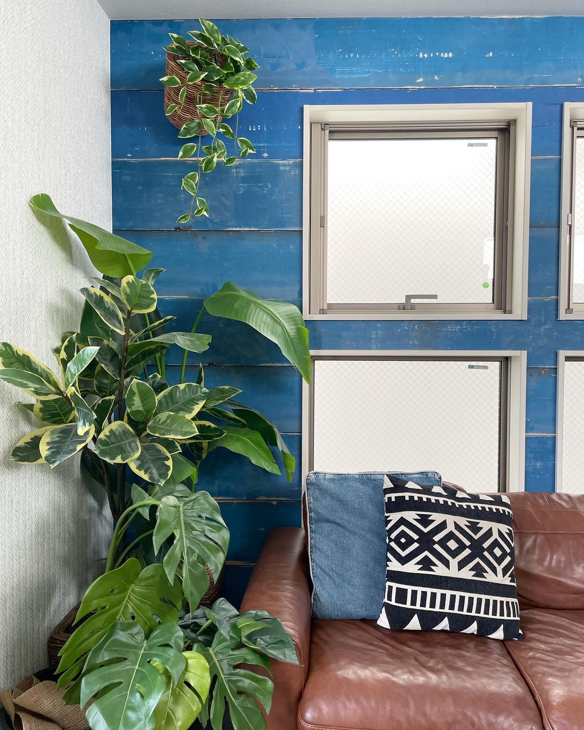 垂れるホヤの葉っぱ