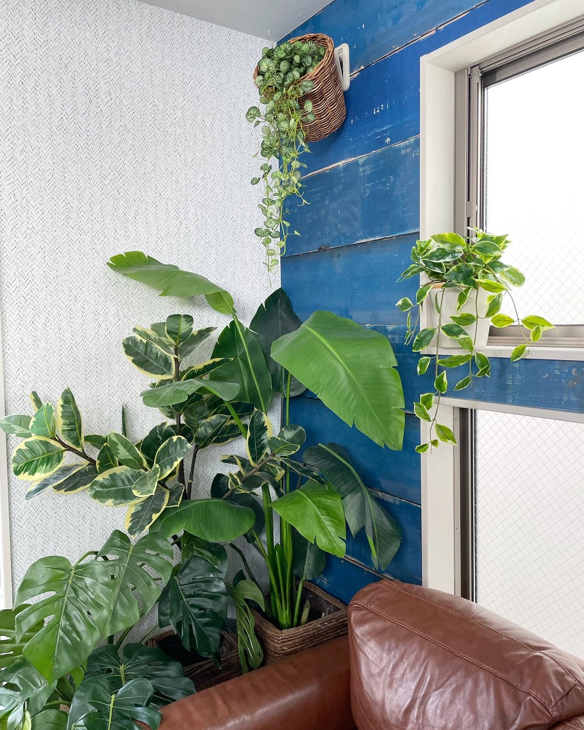 垂れるホヤの葉っぱ