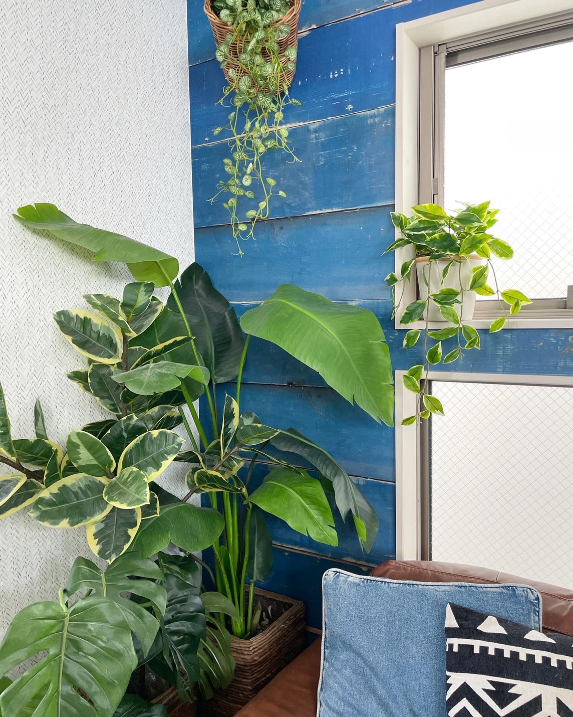 垂れるホヤの葉っぱ