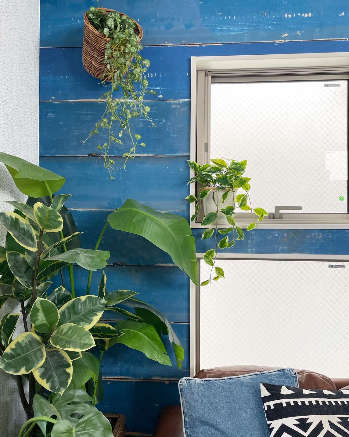 垂れるホヤの葉っぱ