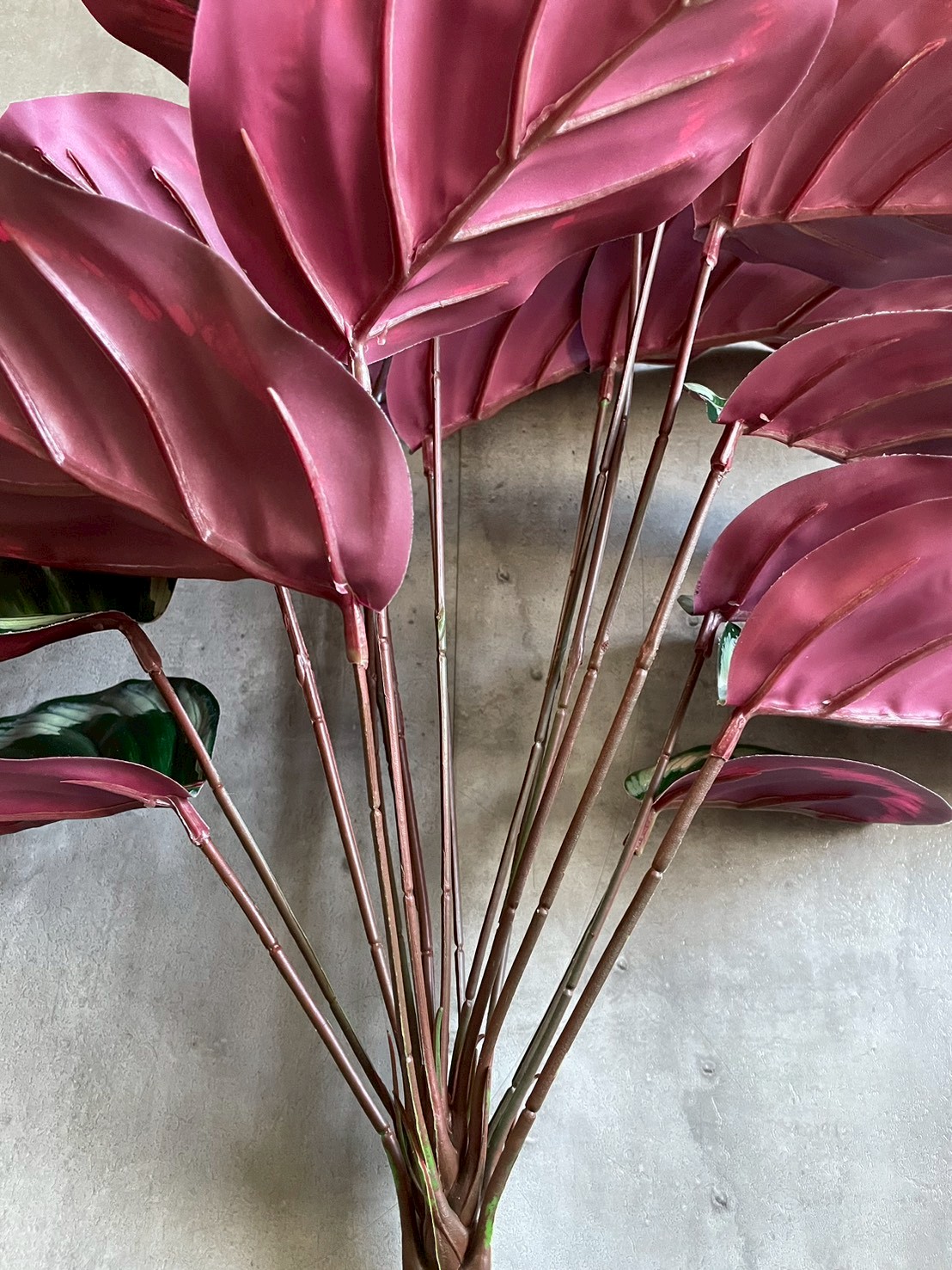 派手派手カラテア