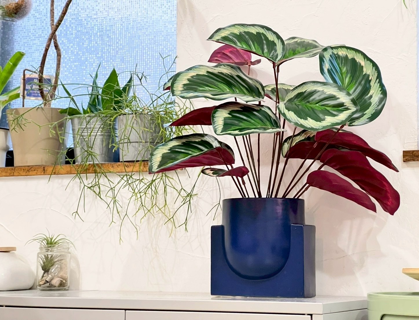 派手派手カラテア