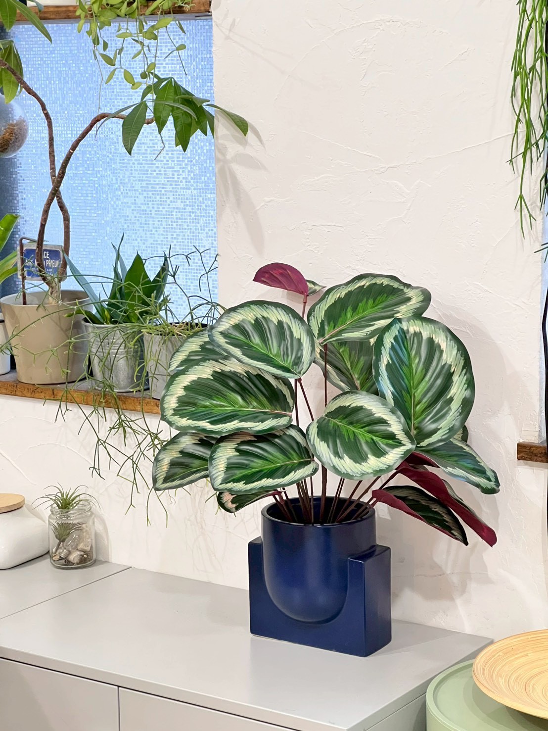 派手派手カラテア