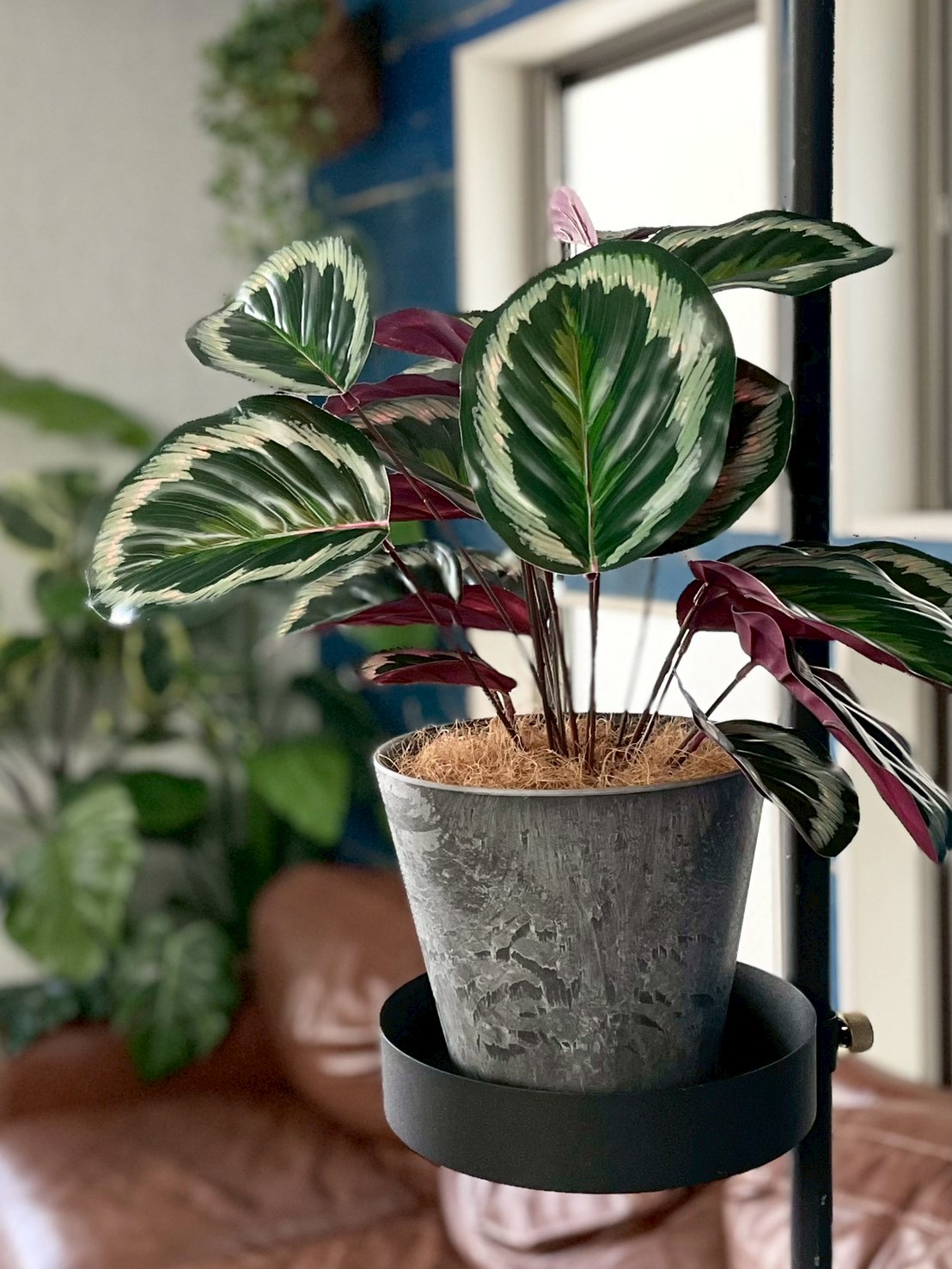 派手派手カラテア