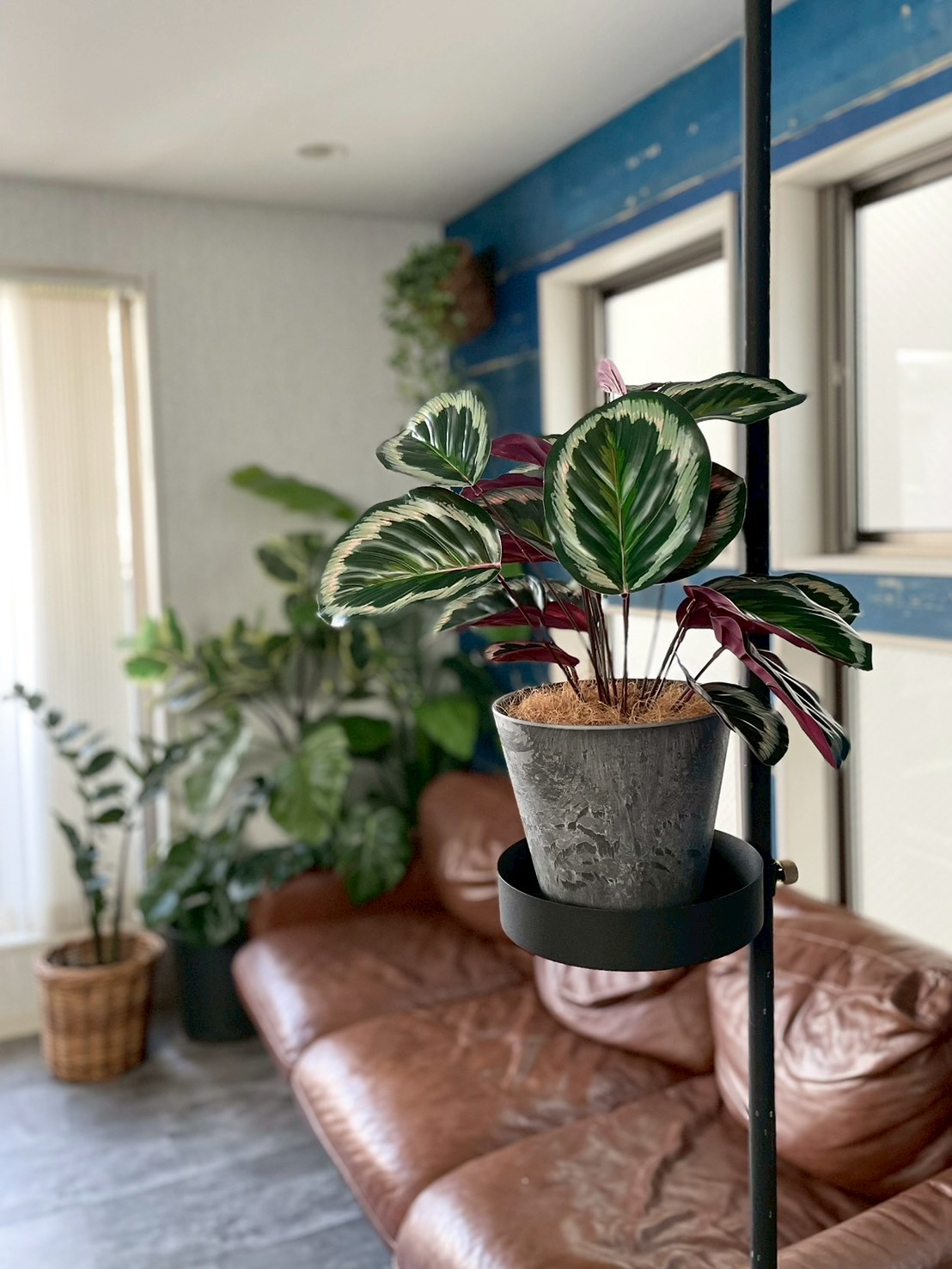 派手派手カラテア