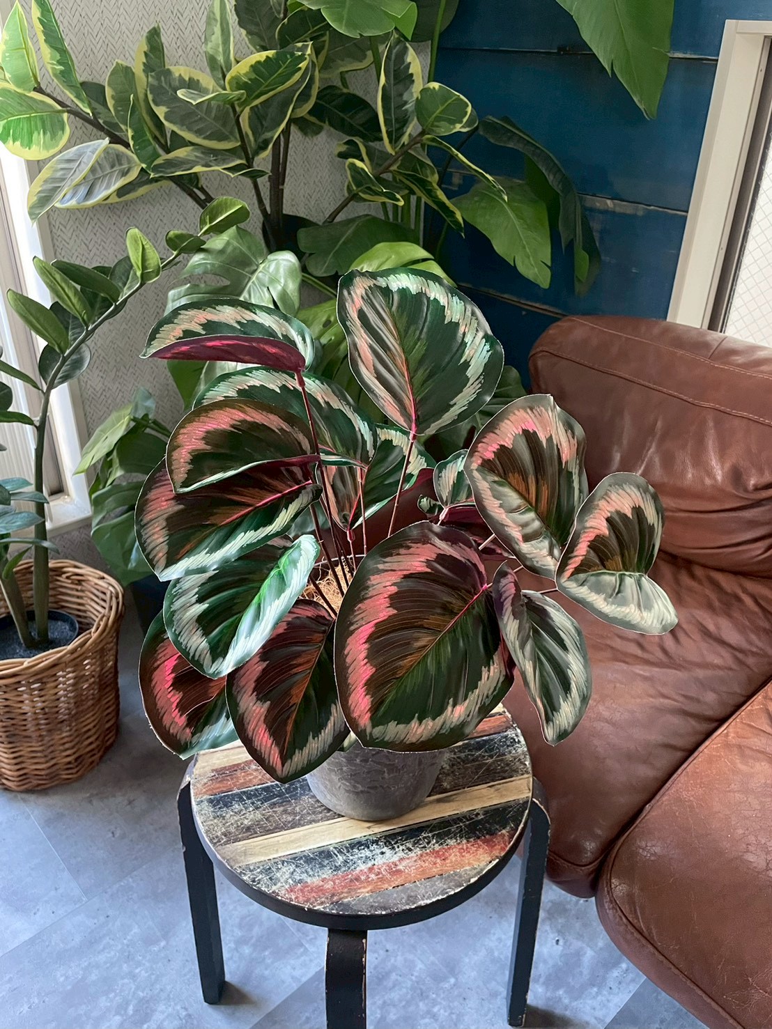 派手派手カラテア