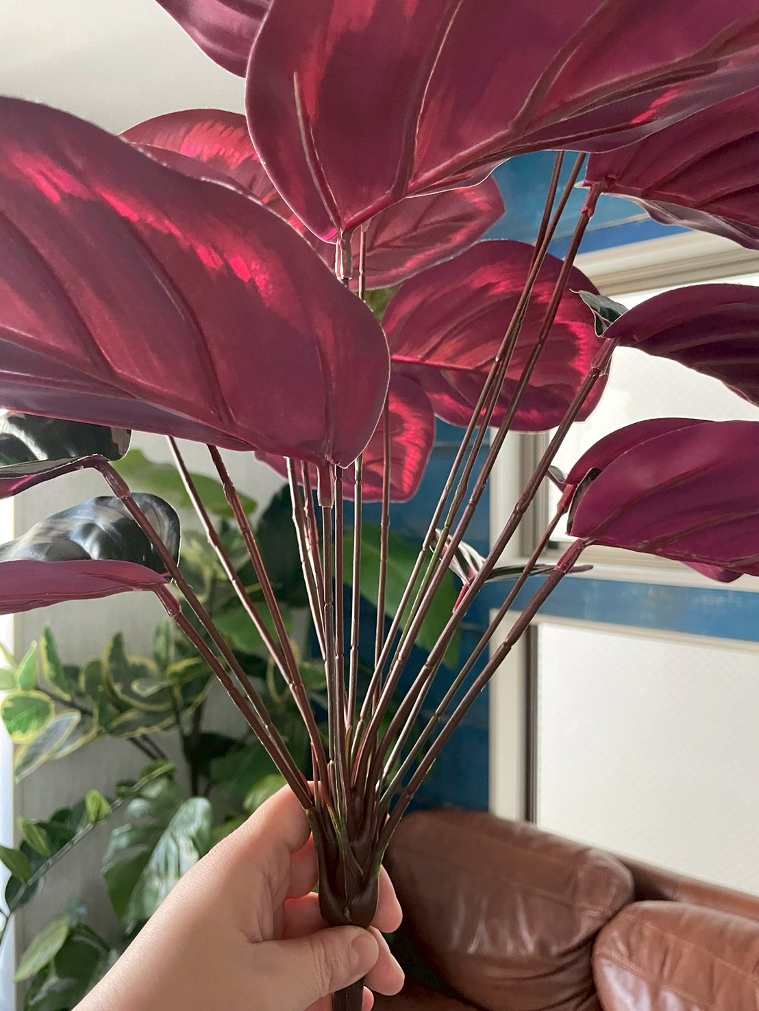 派手派手カラテア