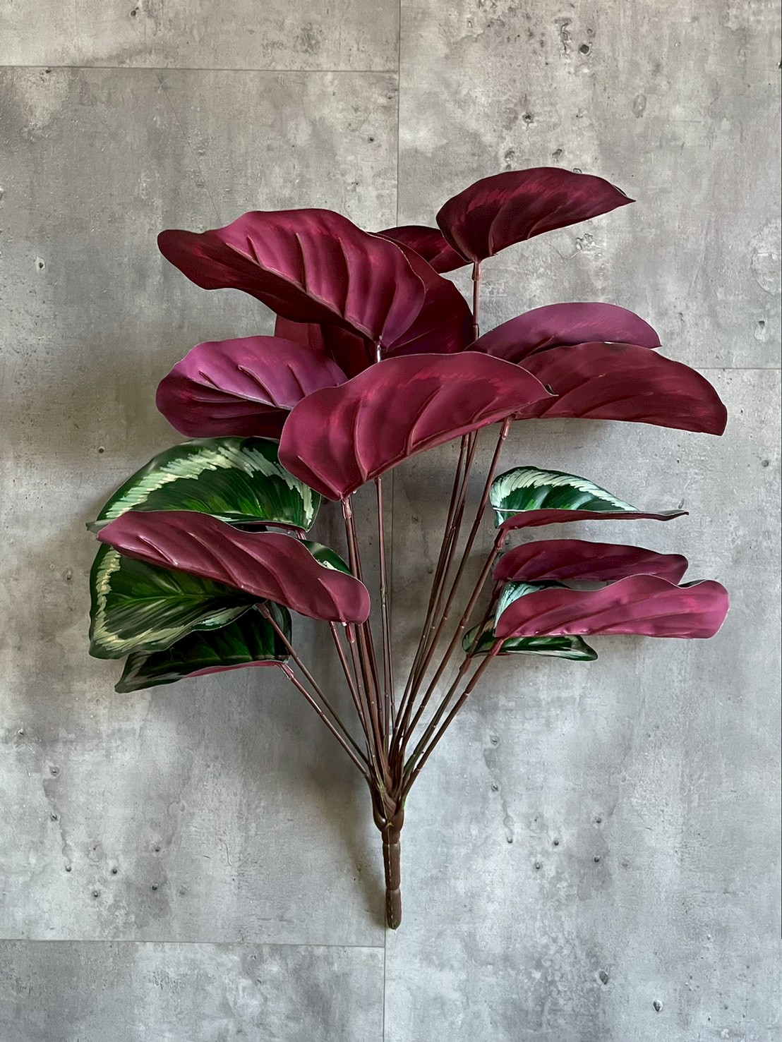 派手派手カラテア