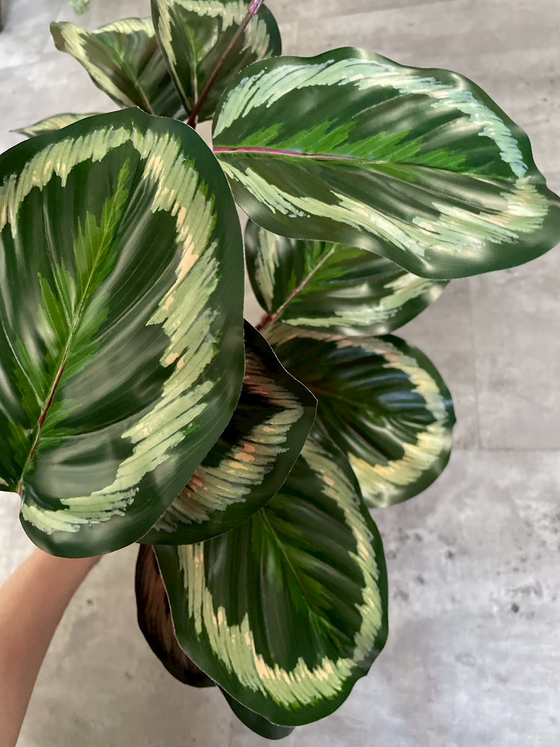 派手派手カラテア