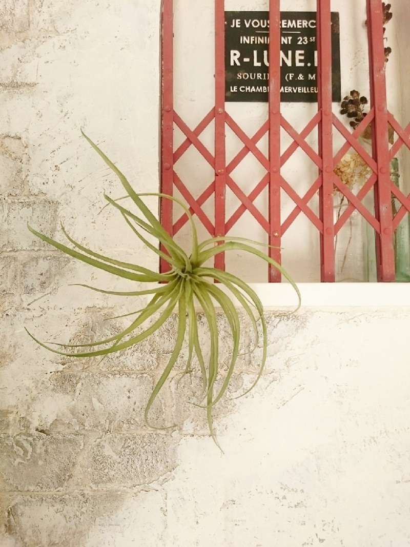 ティランジアB(Lサイズ)