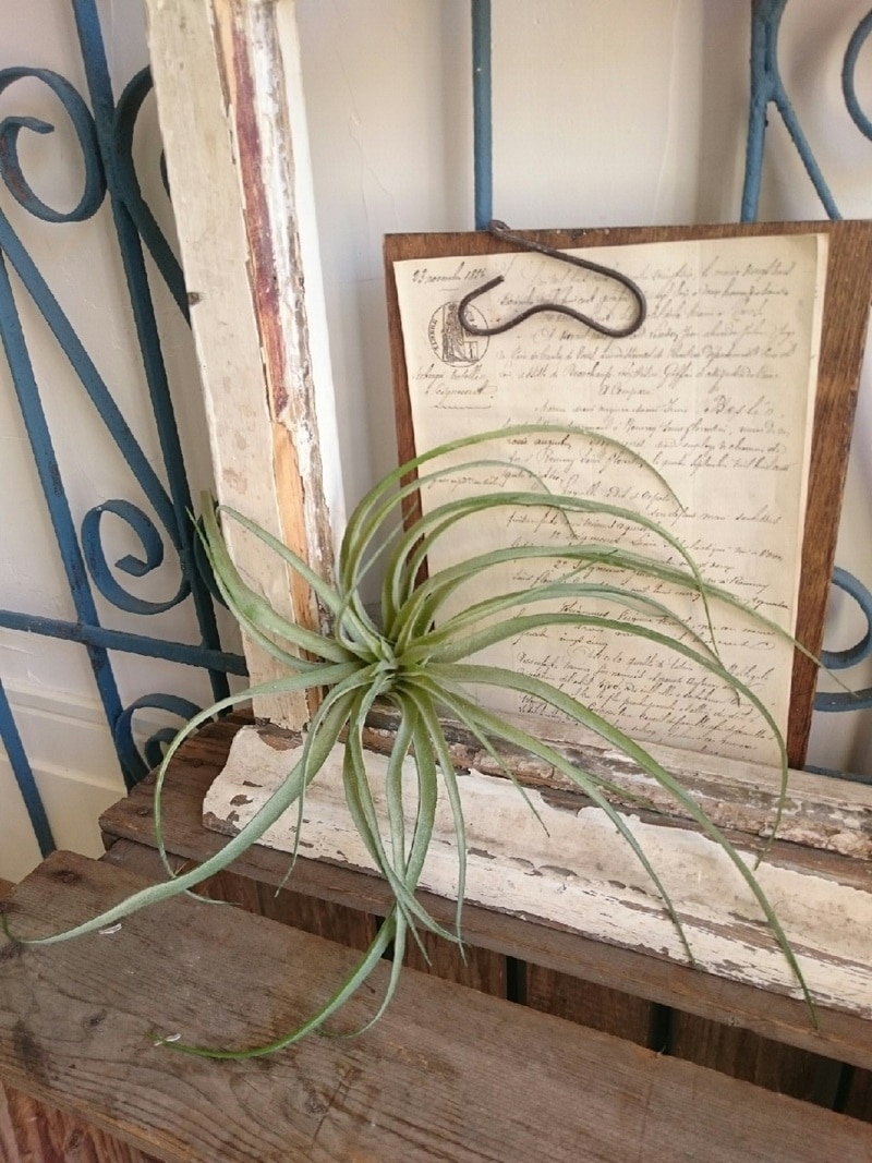 ティランジアB(Lサイズ)