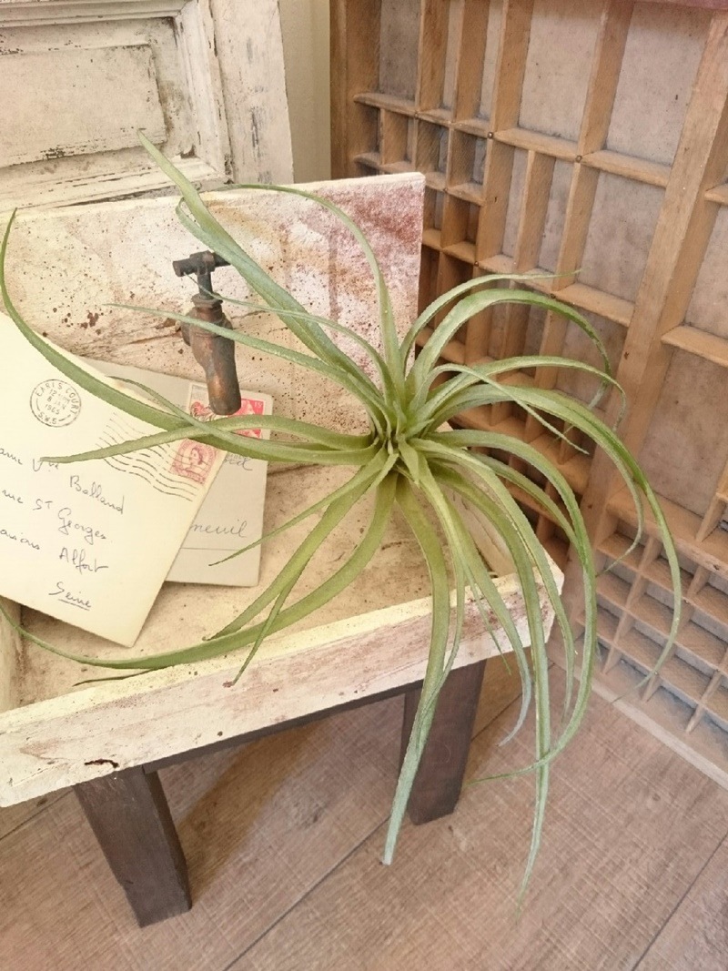 ティランジアB(Lサイズ)