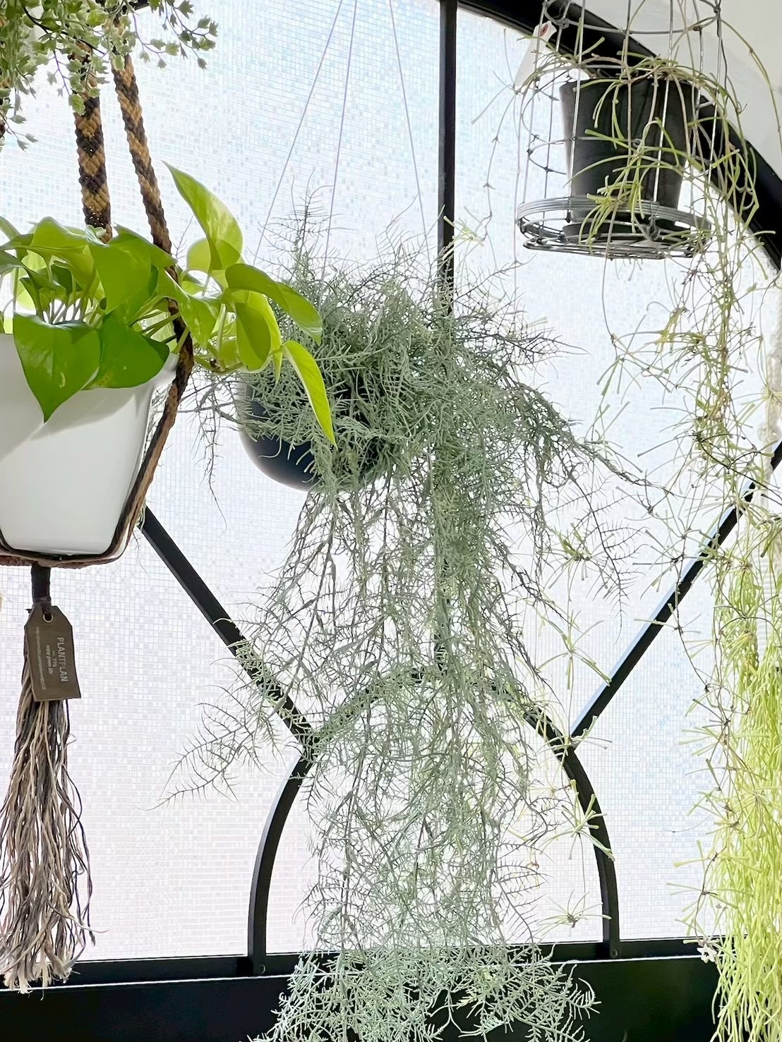 ボリューミーもふもふアスパラガス