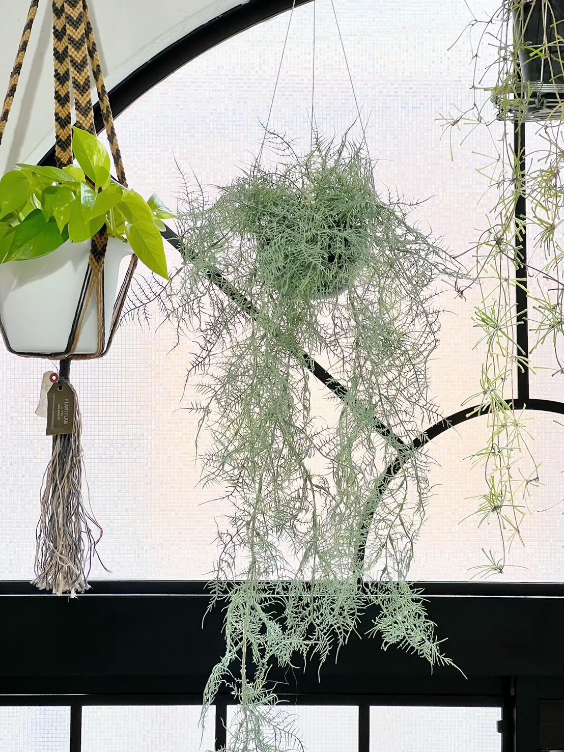 ボリューミーもふもふアスパラガス