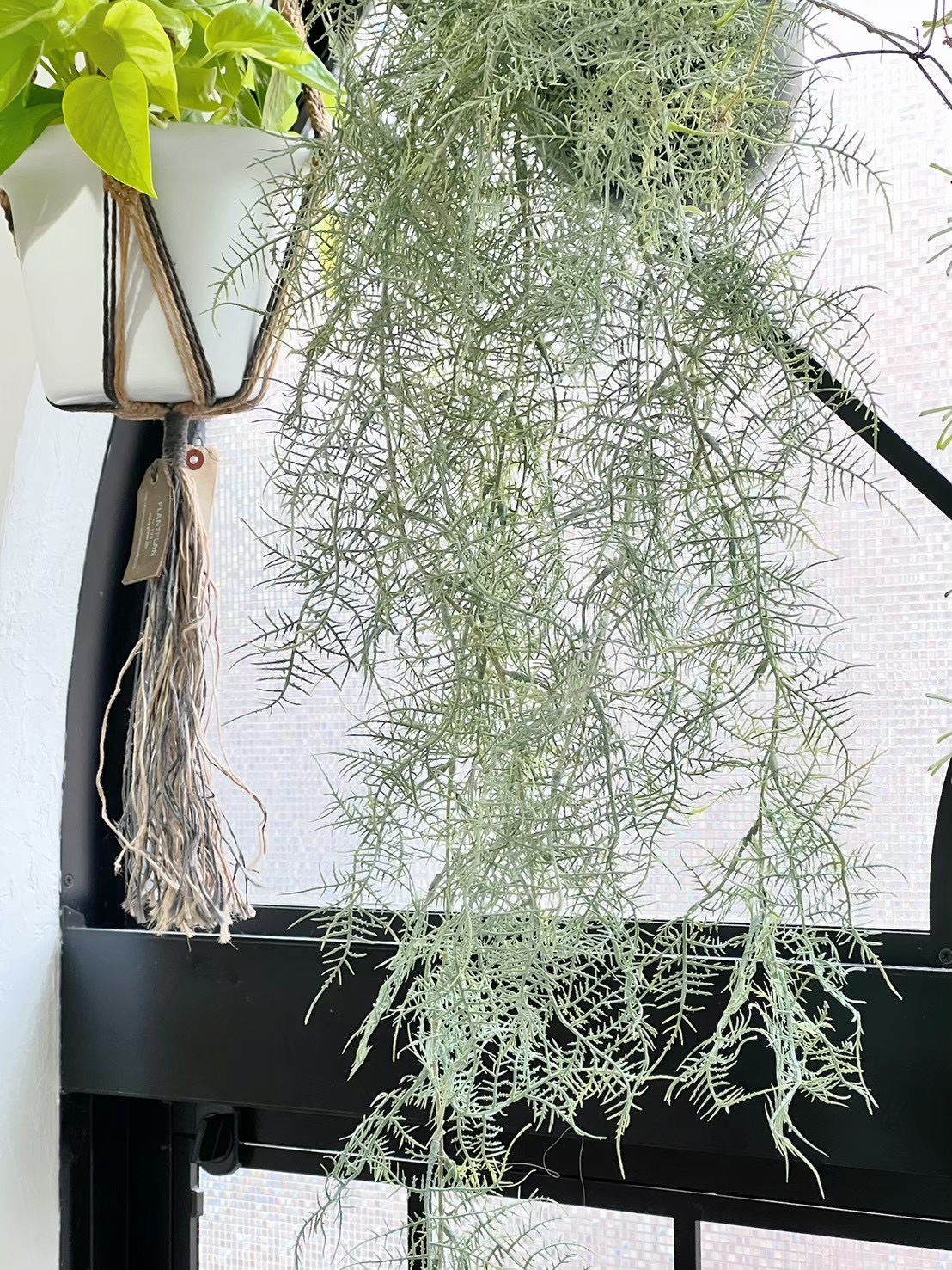 ボリューミーもふもふアスパラガス