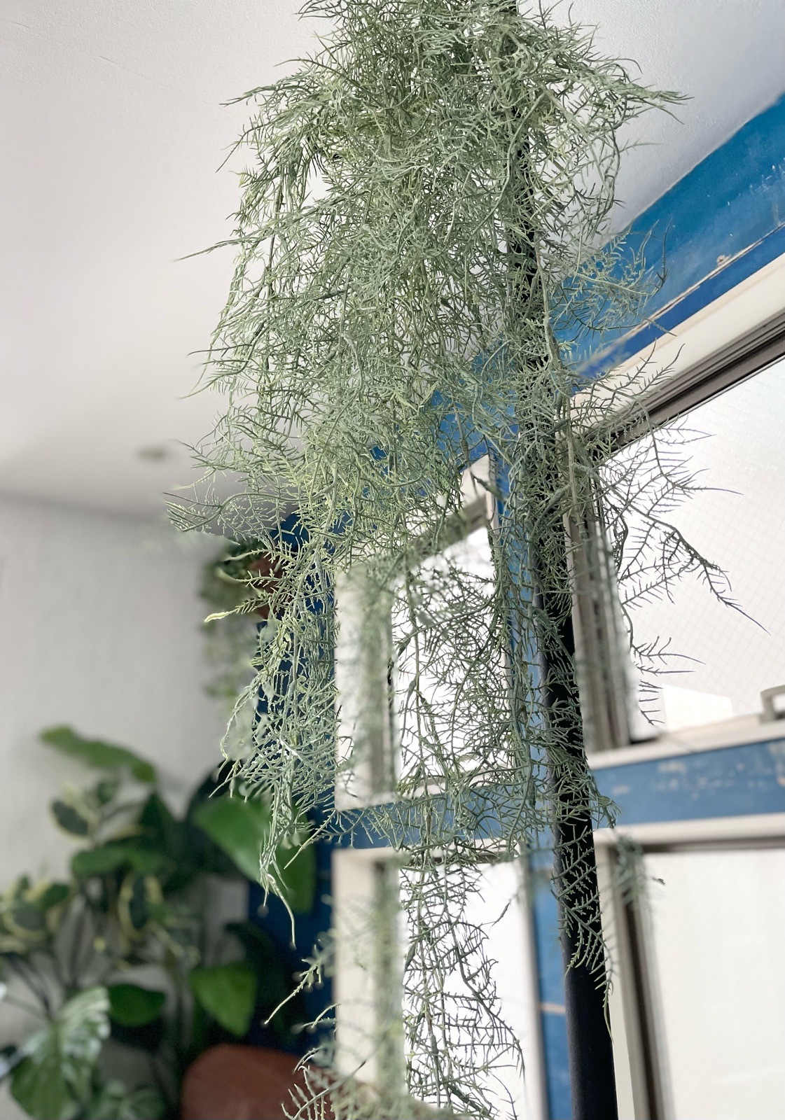 ボリューミーもふもふアスパラガス