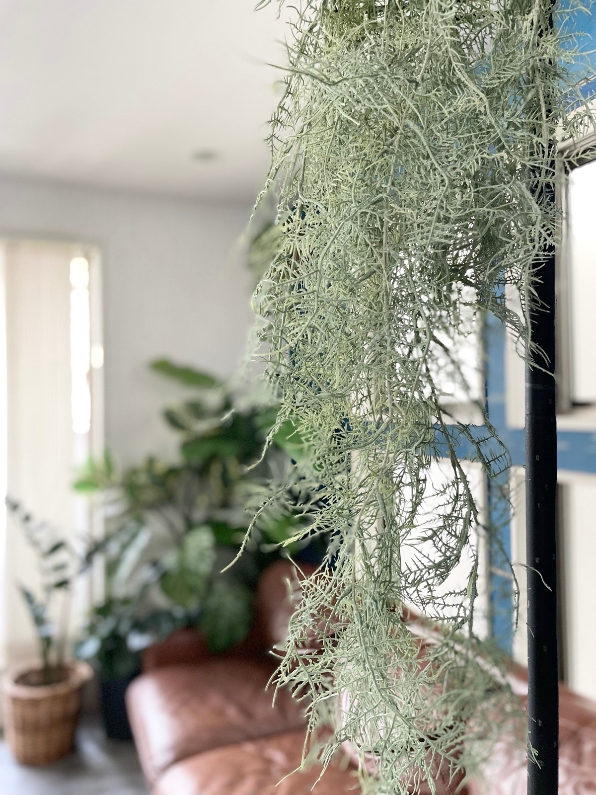 ボリューミーもふもふアスパラガス