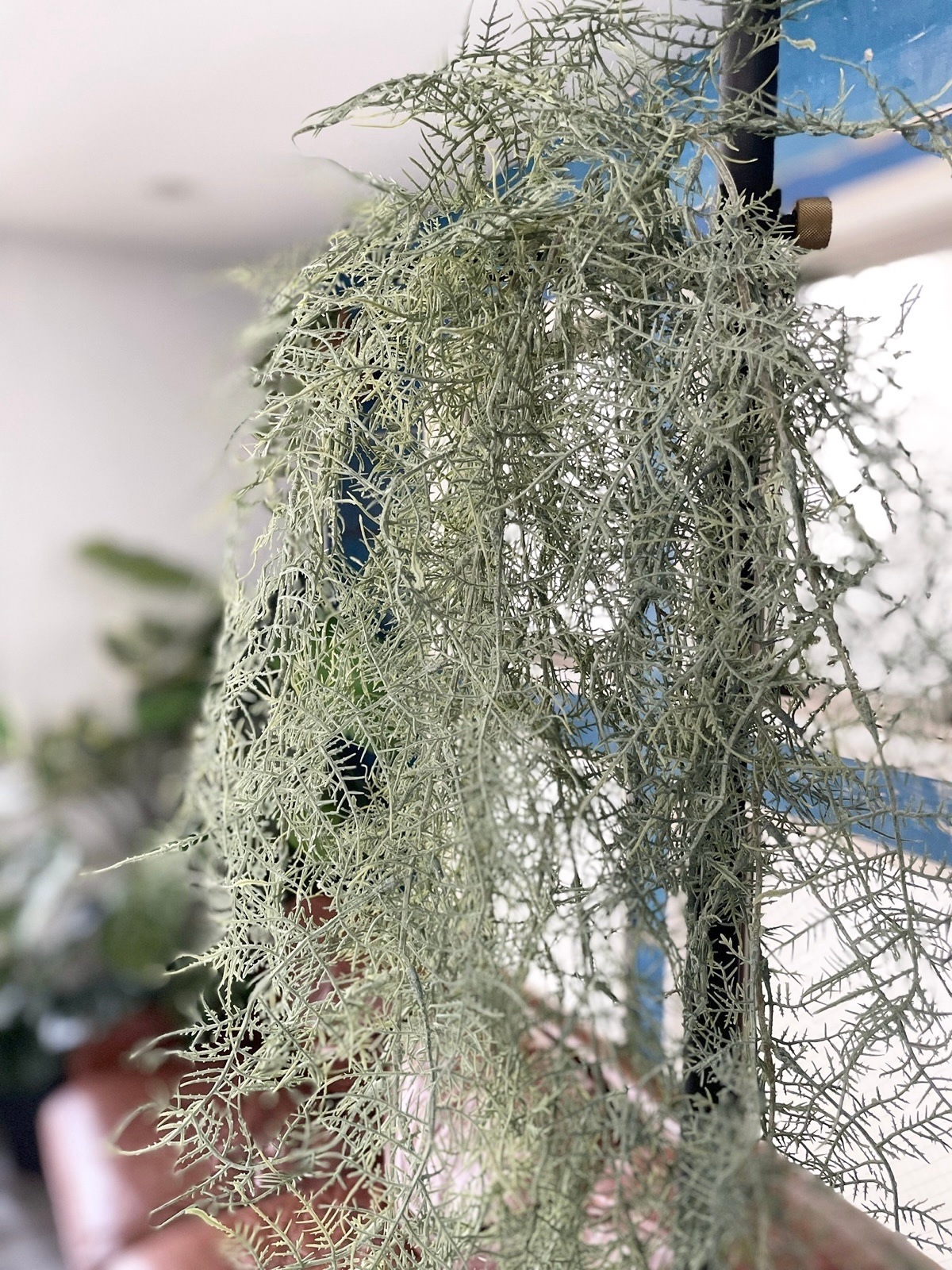 ボリューミーもふもふアスパラガス