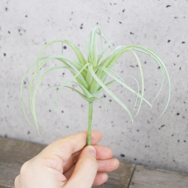 フレッシュティランジア(フロストグリーン)