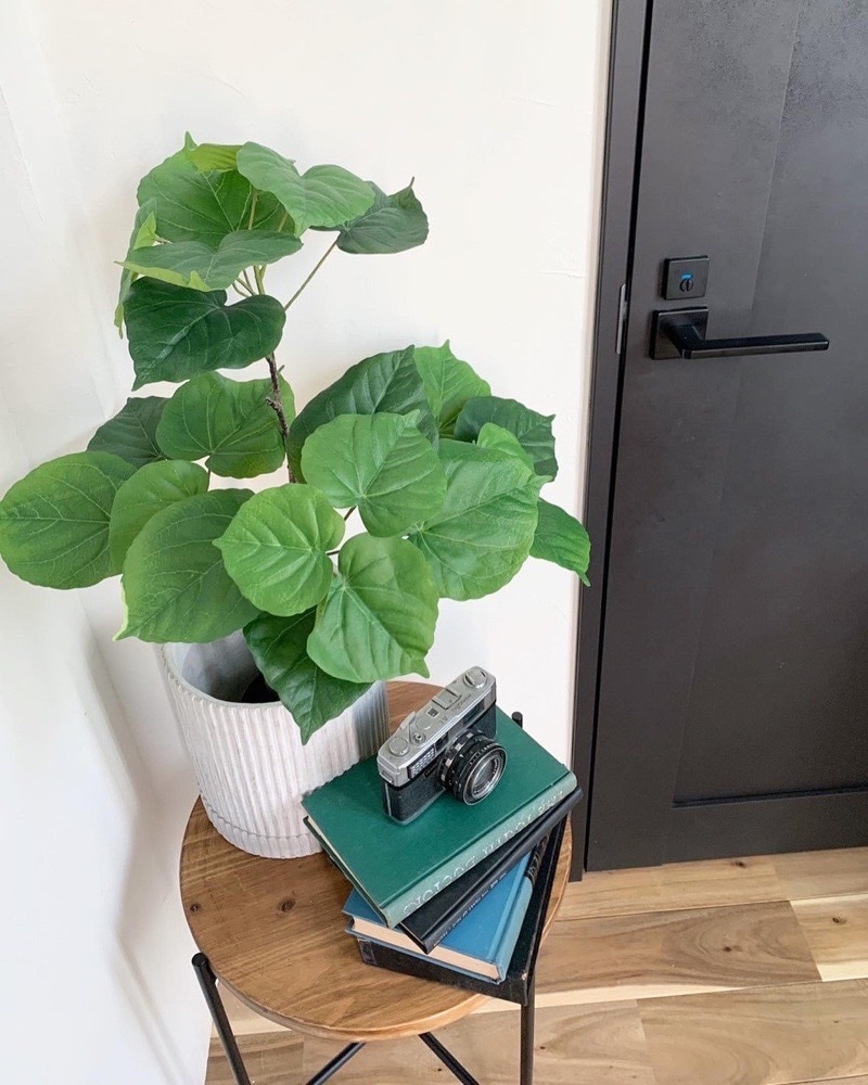 【送料無料♪】ウンベラータ