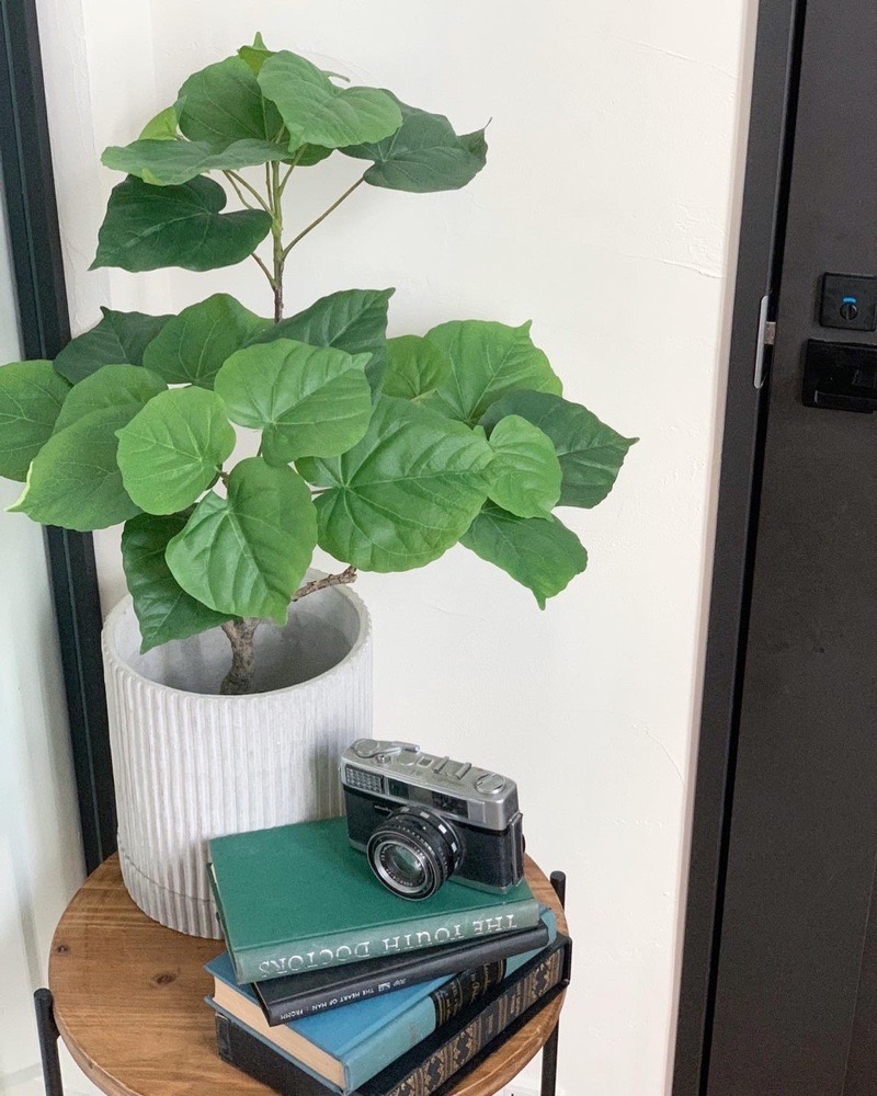 【送料無料♪】ウンベラータ