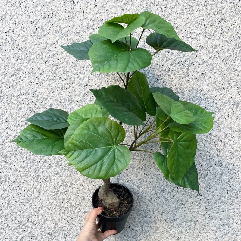 【送料無料♪】ウンベラータ