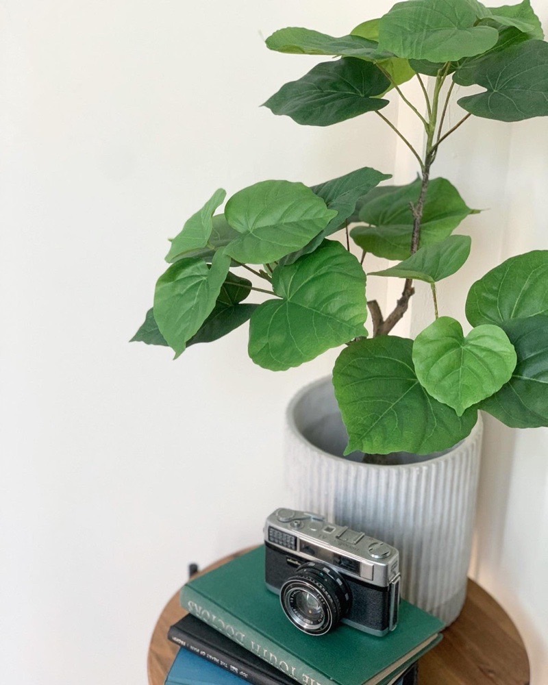 【送料無料♪】ウンベラータ