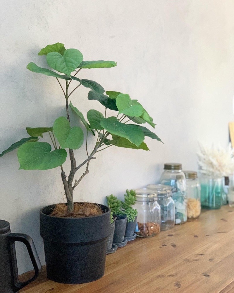 【送料無料♪】ウンベラータ